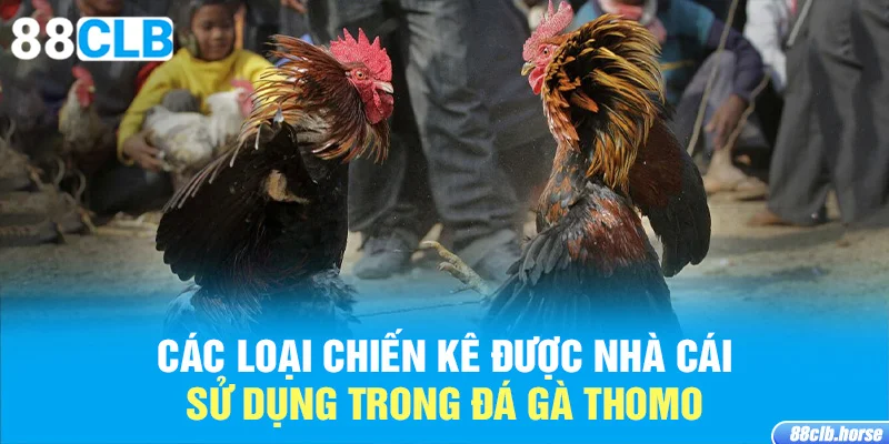 Các loại chiến kê được nhà cái sử dụng trong đá gà Thomo