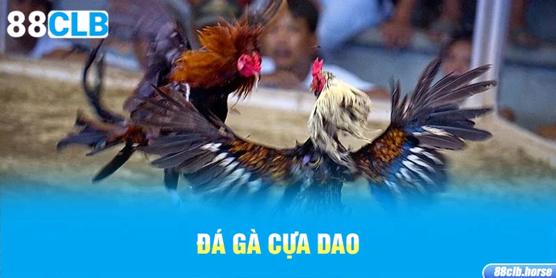 đá gà cựa dao