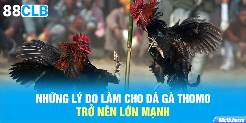 Những lý do làm cho đá gà Thomo trở nên lớn mạnh