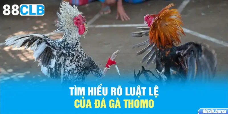 Tìm hiểu rõ luật lệ của đá gà Thomo